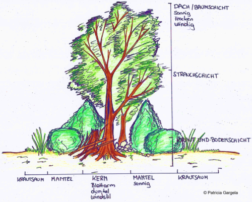 Zeichnung einer Hecke mit Beschriftung der Pflanzen- und Vegetationnsschichten
