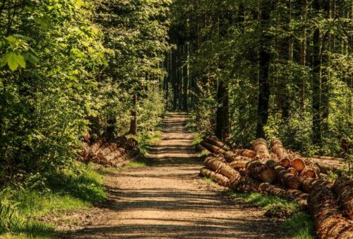 ein Waldweg