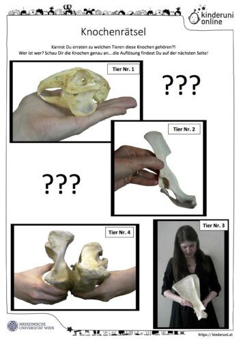 Plakat Knochenrätsel