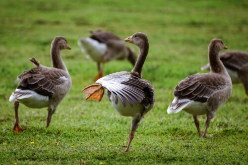 Mehrere Graugände auf der Wiese, die mittlere Gans hebt ein Bein.