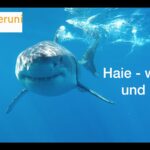 ein schwimmender Hai. Text: "Haie - wie du und ich"