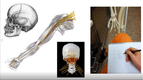 Anatomie-Bildercollage: ein Schädel, eine Armmuskulatur, Nervenstränge vom Gehirn zum Rückenmark, jemand zeichnet ein Modell-Skelett ab