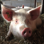 ein Schwein