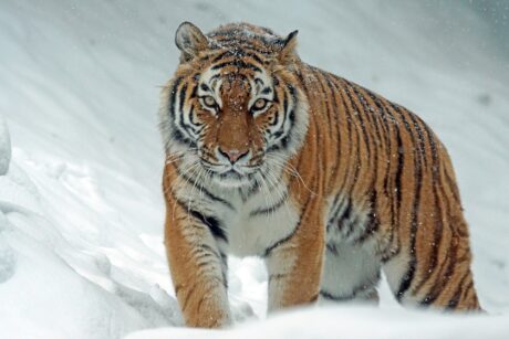 ein Tiger im Schnee