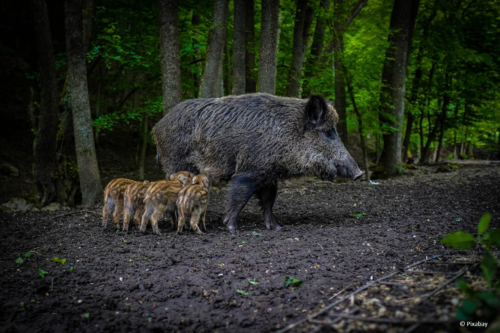 Wildschweine, Sau mit Ferkel im Wald