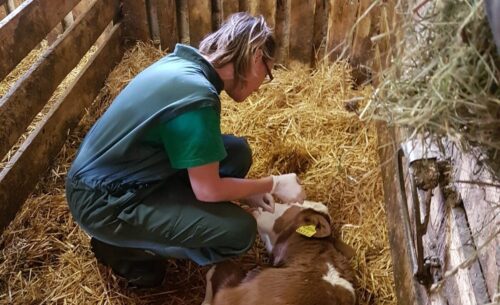 a veterinarian examines a cow; ein Tierarzt untersucht eine Kuh