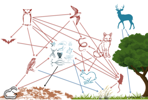 schematische Darstellung eines Ökosystems