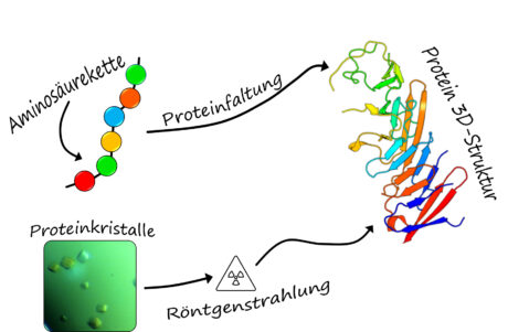 eine Grafik zur Bildung der Protein 3D Struktur