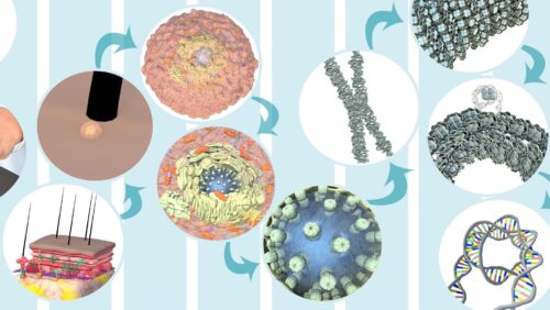 Collage aus Bildern der Zelle in immer stärkerer Vergrößerung, von den Hautschichten bis zur DNA