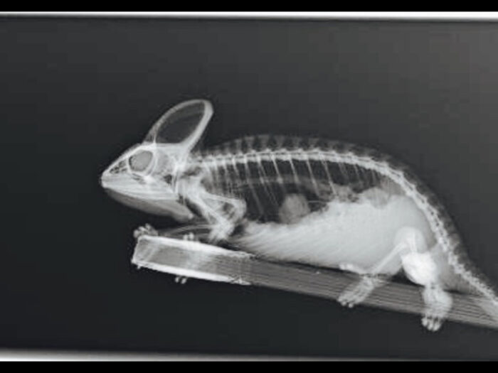 Röntgenbild eines Chamäleons