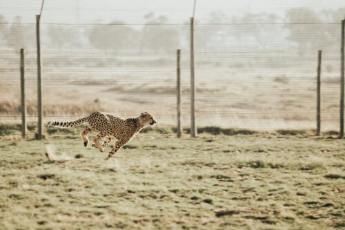 ein Gepard