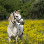 ein Pferd auf einer Blumenwiese