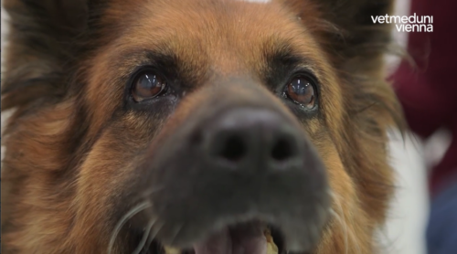 ein Hund, im Eck das Logo vetmeduni vienna