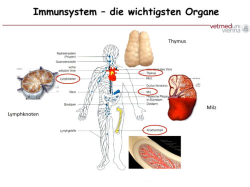 Illustration des menschlichen Körpers mit Beschriftung der Organe. Die wichtigsten Organe des Immunsystems sind hervorgehoben und mit Bild ergänzt.