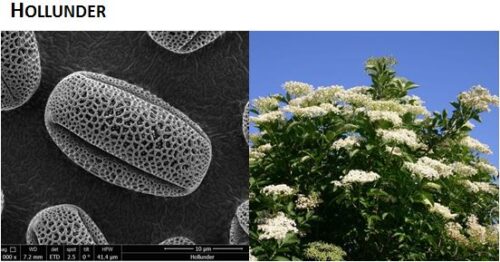 Hollunder. Links Elektronenmikroskopbild, rechts die Pflanze