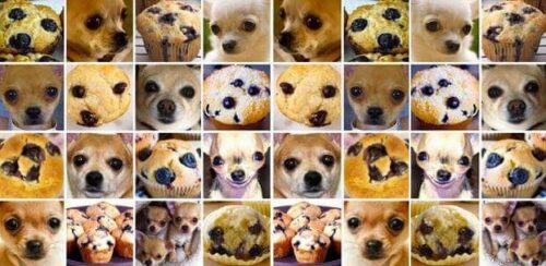 Viele Fotos auf denen je ein Heidelbeermuffin oder ein Hund zu sehen ist. Aufgrund der dunklen Augen und Schnauze, sowie der Fellfarbe des Hundes sieht das Bild ähnlich wie der Muffin aus.