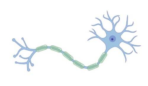 Zeichnung eines Neurons