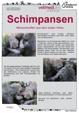 Plakat über Schimpansen