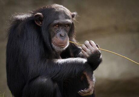 ein Schimpanse
