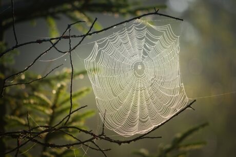 Ein leuchtendes Spinnennetz zwischen Zweigen