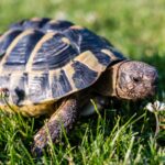 eine griechische Landschildkröte