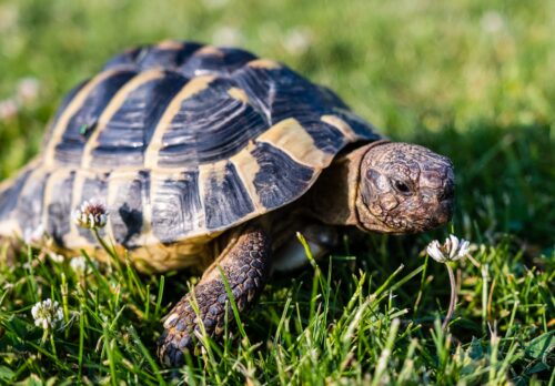 eine griechische Landschildkröte