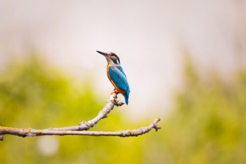 ein Vogel