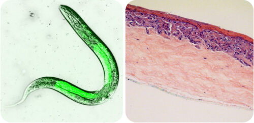 Zwei Mikroskopbilder: links ein Wurm in grün, rechts ein anatomischer Hautschnitt