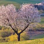ein blühender Baum in Herzform