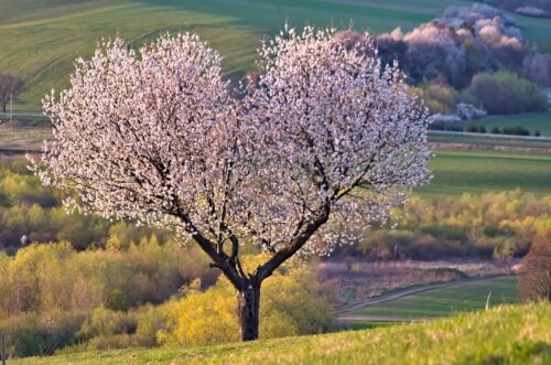 ein blühender Baum in Herzform