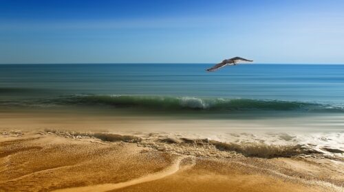 Möwe fliegt am Strand