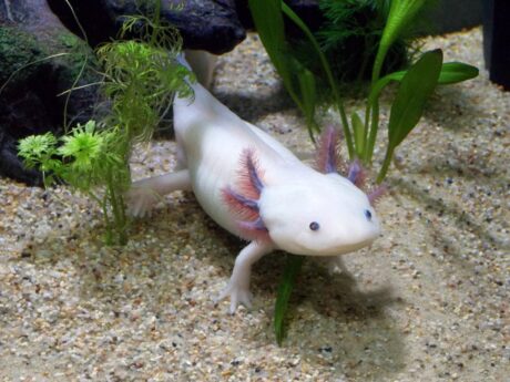 Ein Axolotl im Wasser