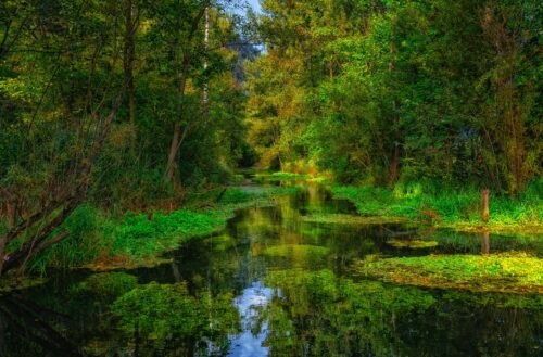 Ein ruhiger Fluss in einer Au