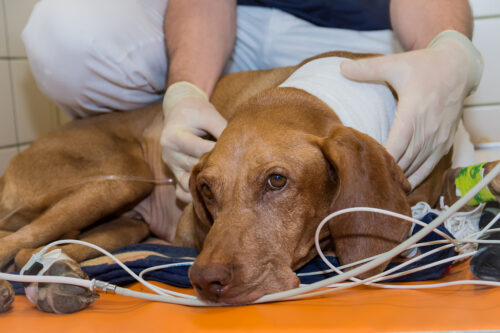 Ein*e Veterinärmediziner*in untersucht einen Hund