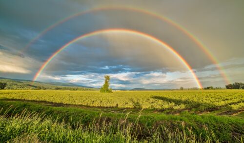 Zweifacher Regenbogen über einem Feld