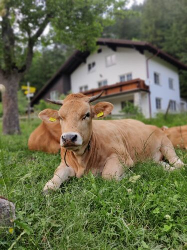 Eine Kuh, die in der Wiese liegt