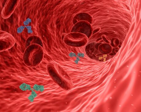 Illustration roter Blutkörperchen und anderer Moleküle, die durch die Blutbahn gleiten