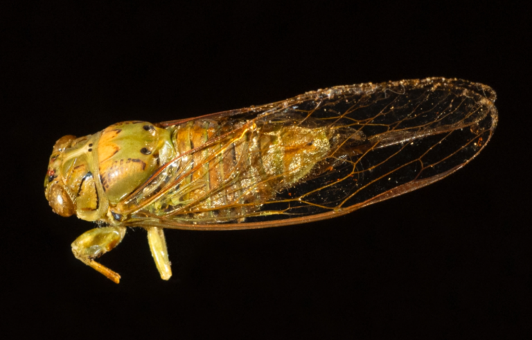 © Richard van Nieuwenhoven