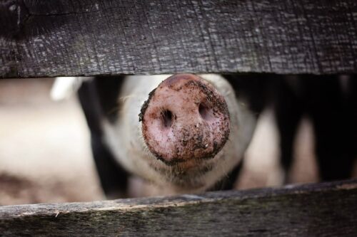 Durch einen Holzzaun sieht man den Rüssel eines Schweines.