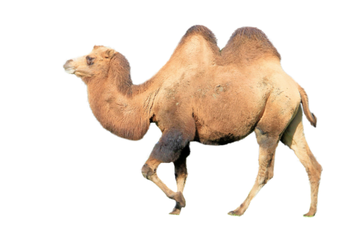 ein Kamel