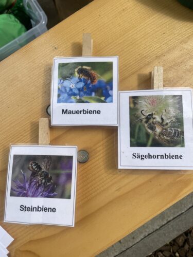 Bienenarten