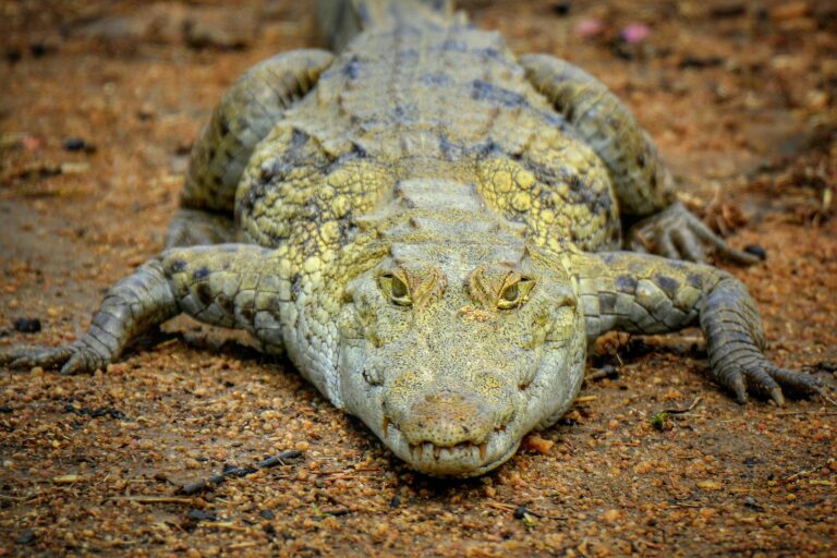 Ein großes Krokodil blickt genau in die Kamera.