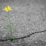 gelbe Blume, die aus einem Riss im Asphalt wächst
