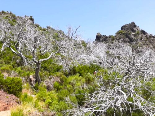 Grüne Sträucher und verbrannte Bäume auf der Insel Madeira