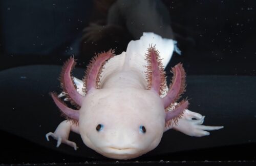 ein weißer Axolotl von vorne