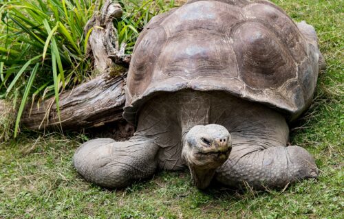 Riesenschildkröte