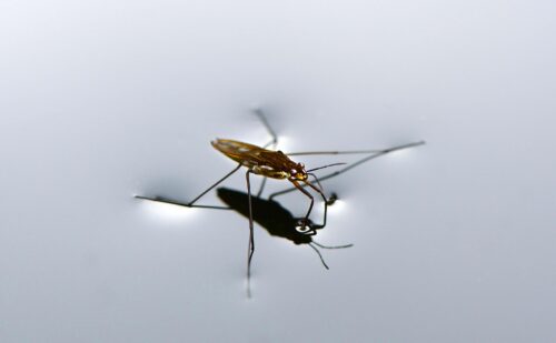 Ein Wasserläufer auf einer Wasseroberfläche