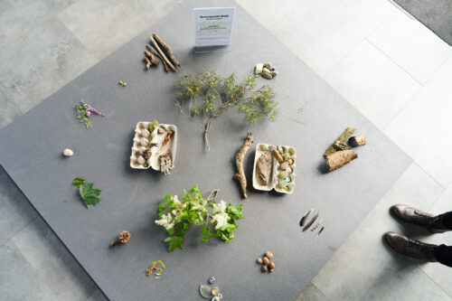 verschiedene Naturmaterialien aus dem Wald, teilweise gesammelt in Eierboxen