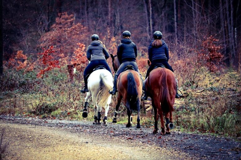 drei Pferde von hinten mit Reiterinnen, die an einem Waldweg reiten