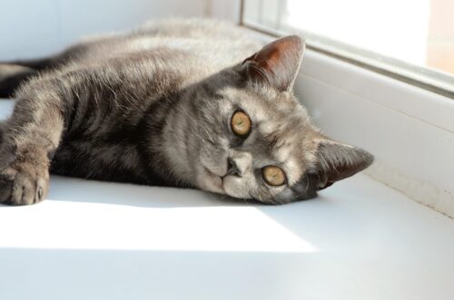 Katze, die müde auf der Fensterbank liegt